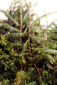 Le Rotang dans son milieu naturel (forêt d'Asie du sud est)